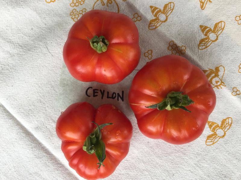 RidgeBridge Farm, home of Ohio's Finest Heirloom Tomatoes Avon, OH